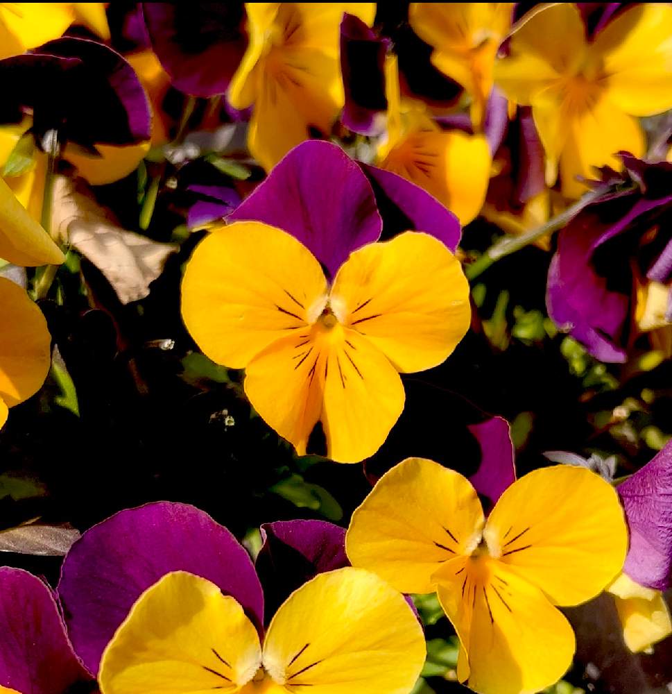 ビオラ パンジー 22 03 08 追記版 Greensnap グリーンスナップ