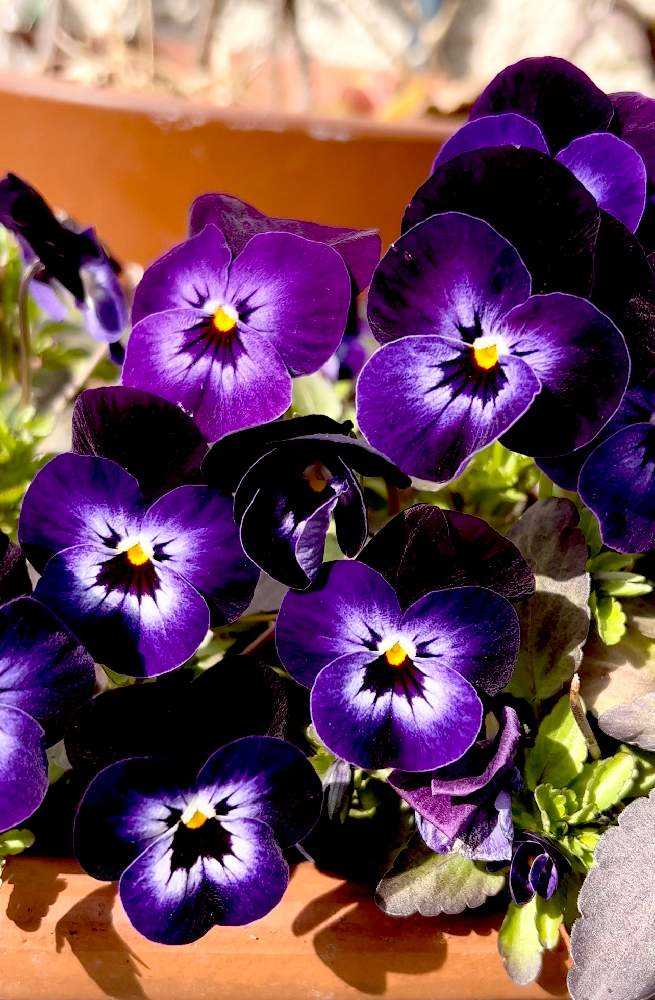 ビオラ パンジー 22 03 08 追記版 Greensnap グリーンスナップ