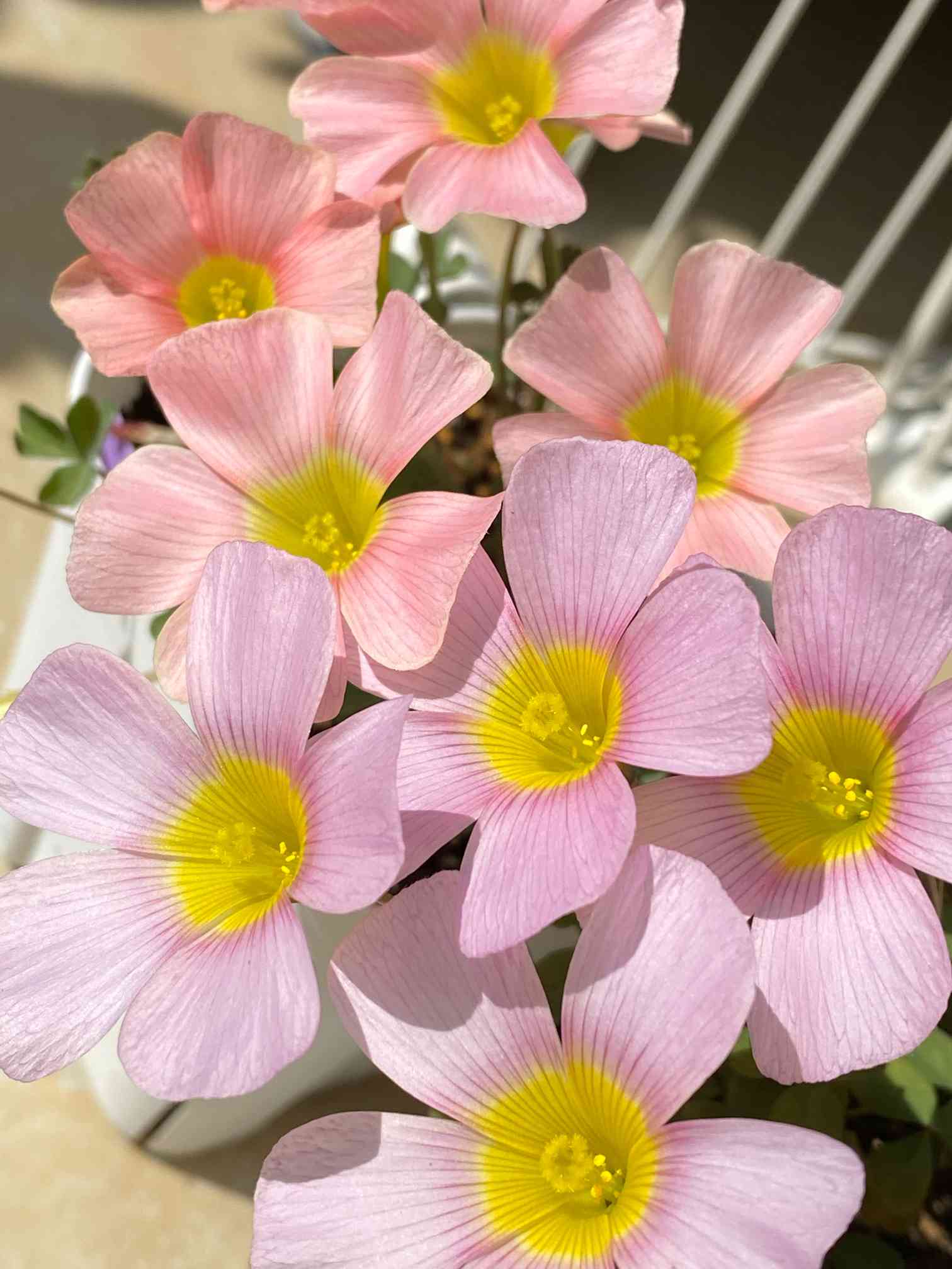 Oxalis obtusa Sakura Jellyの一覧｜🍀GreenSnap（グリーンスナップ）