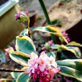 覆輪沈丁花 前島の投稿画像一覧 Greensnap グリーンスナップ