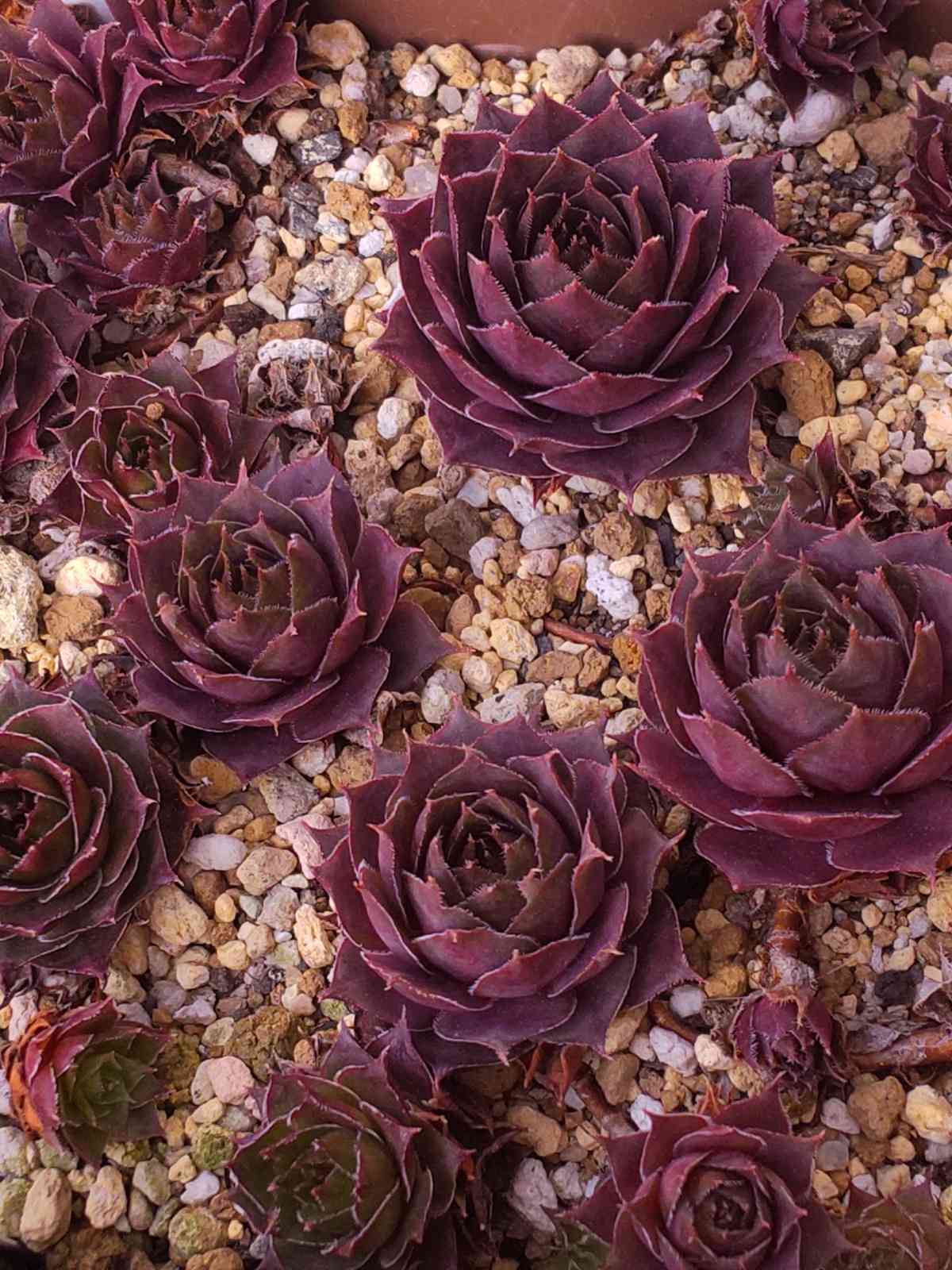 センペルビウム　ミズリーローズ ミズリーローズ,センペルビウム属,ミズリーローズの通販,ミズリー