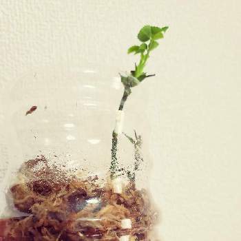 水苔の画像 by あやかさん | 部屋とグリーンアイスとミニバラと室内と水苔とさし芽と揷し木