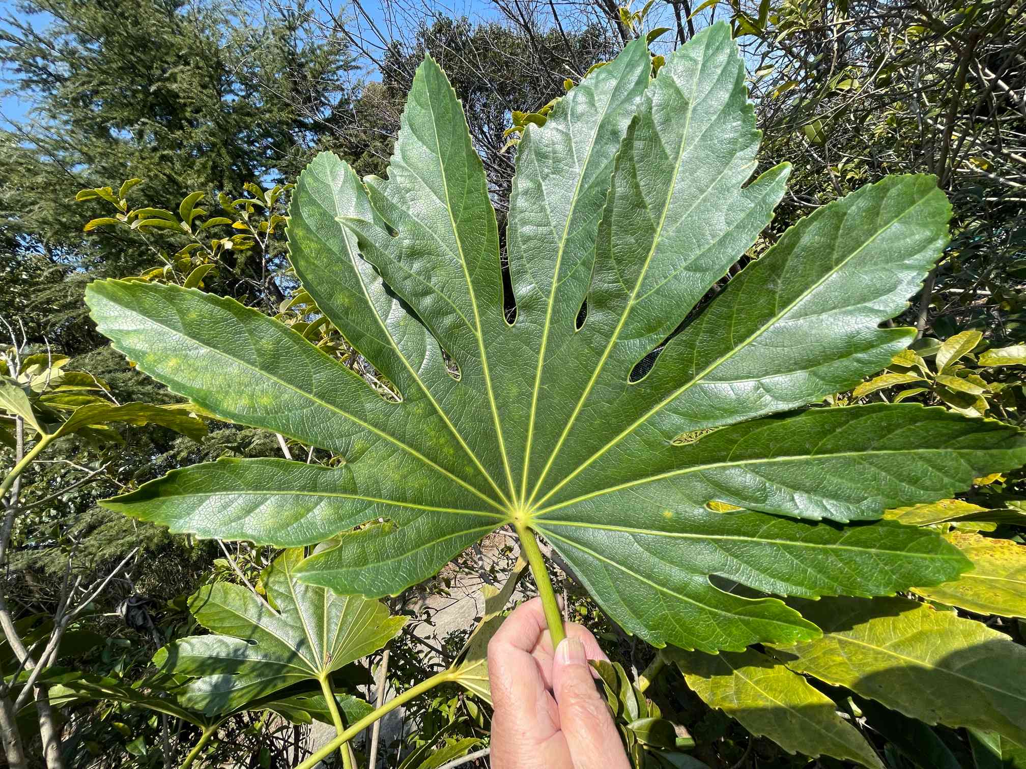 ヤツデ』の葉は奇数で裂ける。遂に、11枚に裂けた葉を見つけた 