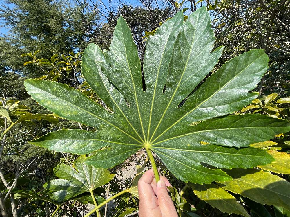 ヤツデ の葉は奇数で裂ける 遂に 11枚に裂けた葉を見つけた Greensnap グリーンスナップ