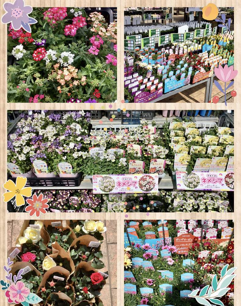 小さな庭の投稿画像 By カインズさん 入荷情報 とカインズとネメシア とカインズ本庄早稲田店と花のある暮らしとcainzと入荷情報 とカインズ とネメシア とカインズ本庄早稲田店と花のある暮らしとcainz 22月3月8日 Greensnap グリーンスナップ