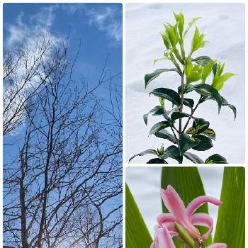 ヒヤシンスピンクパールの投稿画像一覧 Greensnap グリーンスナップ