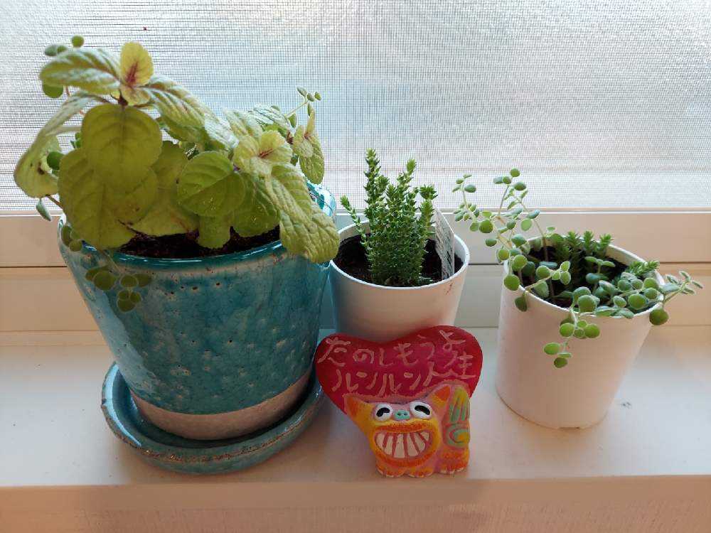 ダイソー産植物を鉢へ植え替え Greensnap グリーンスナップ