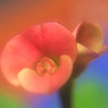 ハナキリン（花麒麟）の画像 by 花土葉さん | 部屋と今日も笑顔で♡と笑ってねとハナキリン（花麒麟）と 花キリンと赤い花とマクロ撮影