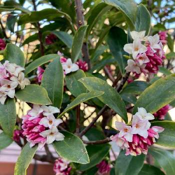 沈丁花の赤花の投稿画像一覧 Greensnap グリーンスナップ