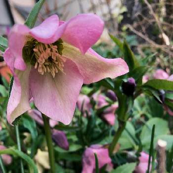 下を向いて咲く花の投稿画像一覧 Greensnap グリーンスナップ 下を向いて咲く花の投稿画像一覧 Greensnap グリーンスナップ