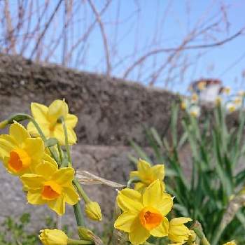 香りのする花の投稿画像一覧 Greensnap グリーンスナップ
