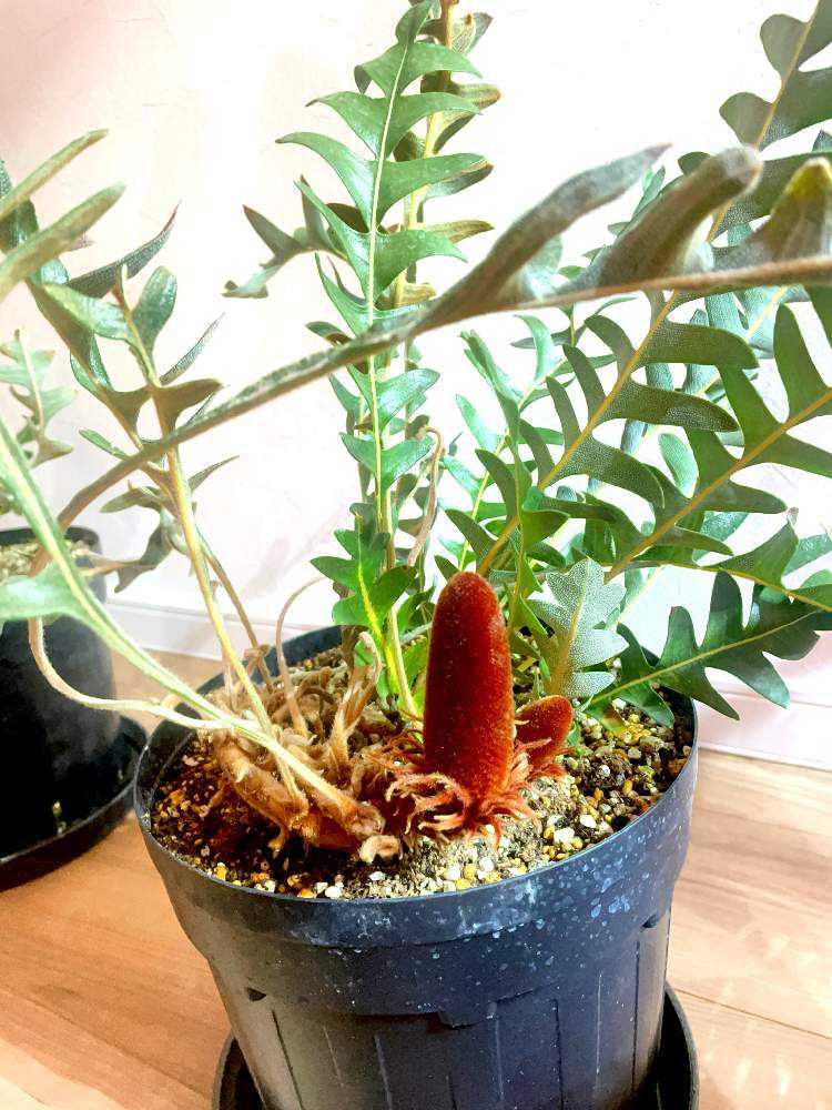 多摩地方でのネイティブプランツの冬越し｜🍀GreenSnap