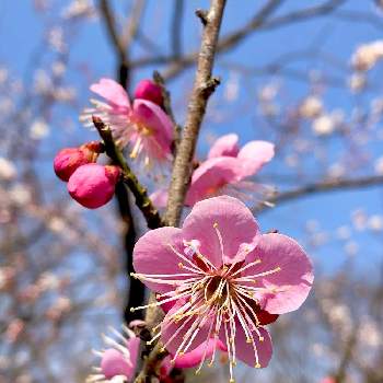 梅の花　ピンクの画像 by サナさん | 梅の花　ピンクとお出かけと雲仲間と大阪市立大学理学部附属植物園
