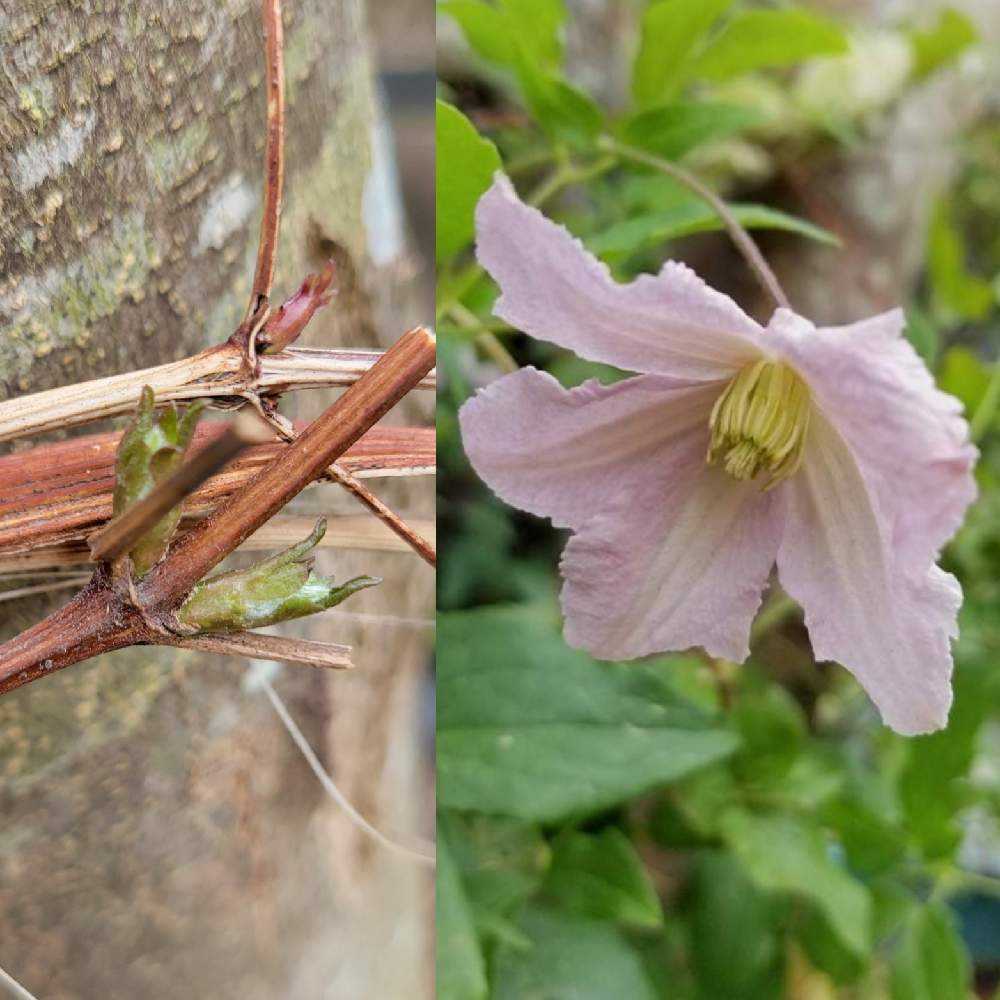 クレマチス成長記録 22芽生え Greensnap グリーンスナップ
