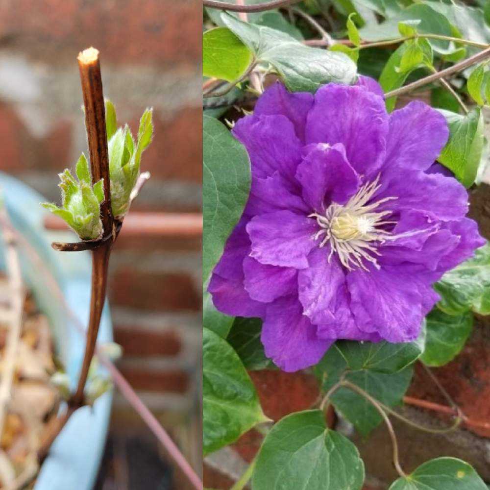 クレマチス成長記録 2022芽生え～｜🍀GreenSnap（グリーンスナップ）