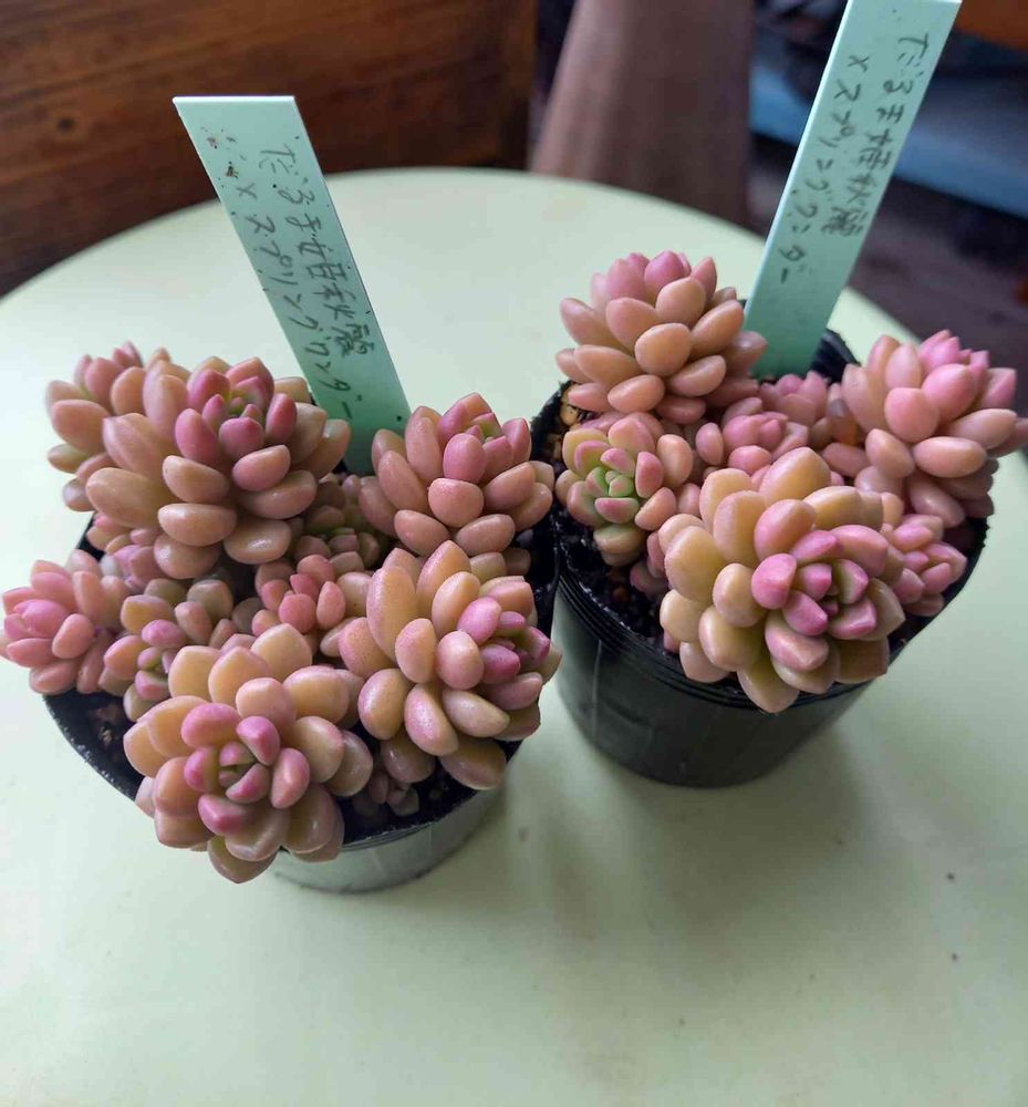 だるま姫秀麗 セダム 10カット （多肉植物 だるま秀麗 だるま姫秋麗 姫 