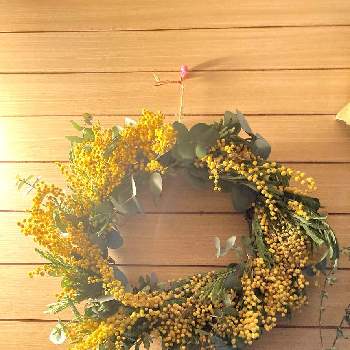 キラキラ踊る✨の画像 by ひかりーさん | 玄関と良い香り♡と黄色い花とキラキラ踊る✨と蕾付き♡と春の花♡とミモザリースとかわいい❤