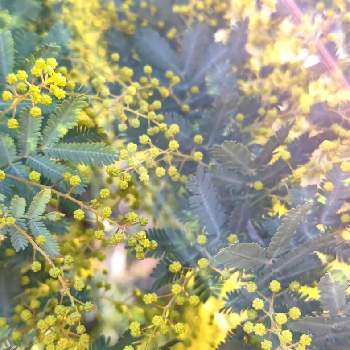  銀葉アカシアの画像 by モカコさん | 小さな庭と ミモザと 銀葉アカシアと黄色い花と庭づくりと花のある暮らし