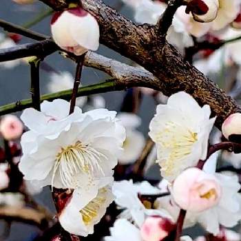 白梅の花の画像 by ✨liqueur poirot✨ (ポアロ)さん | 白梅の花と 梅の花とウメの花
