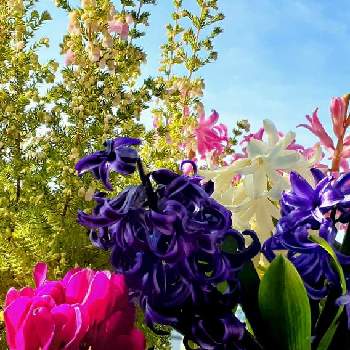 エリカ  ピンクの画像 by さくら貝さん | 窓辺とエリカ  ほっこりピンクとヒアシンスとスマホ撮影と♡今日のお花♡と☁️雲のアート☁️と景色と雲仲間と♡雲のアート♡と季節の花とヒヤシンスの花とヒアシンス。とエリカ  ピンクと今日の花と風景と花びらとお花