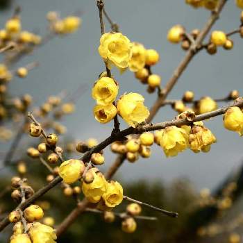 蝋梅の花の画像 by corotさん | 散歩道と蝋梅の花とご近所さんからの写真