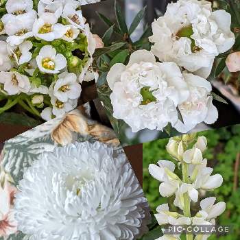 ギョリュウバイの画像 by リベカさん | 小さな庭とデイジー♪と ギョリュウバイとお花のある暮らしとルピナス*といつも心に太陽をと白い水曜日♡とげんきもらえますとアリッサム♡と白い花