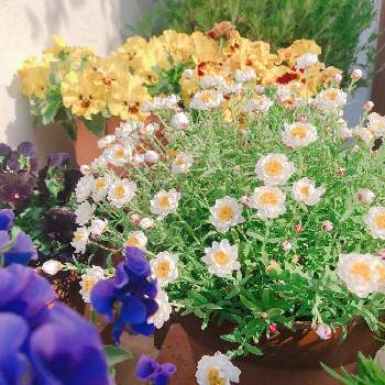 大きい花の画像 by いちごみるくさん | 小さな庭とビオラとパンジー・フリズルシズルとパンジーと花かんざしと大きい花とブルーと花と緑のある暮らしと太陽大好きとホワイトと初心者とおうち園芸とイエローとガーデニング初心者と鉢植えと花いろいろと成長記録と元気に育ててますよと小さな小さな庭と小さい花と花のある暮らしと花が好きと花が好きな人と繋がりたいと大好きビオラ