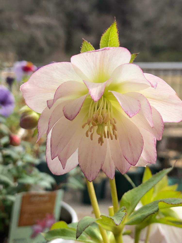 うふふのクリスマスローズ 2022｜🍀GreenSnap（グリーンスナップ）