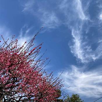 紅梅の花の画像 by ミワさんさん |  梅の花と紅梅♡と丈夫な花が好きと空が好き♪と雲仲間と赤い花と雲が好きと紅梅の花
