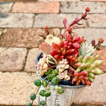 レンガの小道DIYの画像 by Yumiさん | 小さな庭と多肉植物とアイスクリーム鉢とわたしの多肉植物寄せ植えと小さな小さな庭とレンガの小道DIY