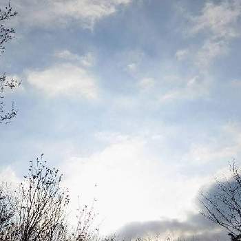 ヒノキ林の画像 by 秋草さん | 広い庭とアカシデとヒノキとヒノキ林と雲仲間と空✽と光✽と春色✽