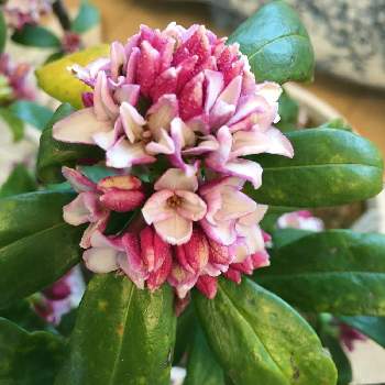 花ちゃん培養土の投稿画像一覧 Greensnap グリーンスナップ 花ちゃん培養土の投稿画像一覧 Greensnap グリーンスナップ