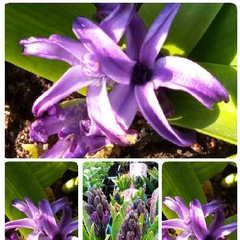 幸せの青いお花の画像 by ヒロンさん | バルコニー/ベランダとヒヤシンスと♯コラージュと癒しの薄紫と我が家のベランダと水滴写真と水滴の水曜日と感謝とあっ水曜日とヒヤシンスの花とGSミニモニ。と幸せの青いお花とサンキューの日と水曜日は水色とキジカクシ科ヒヤシンス属と写真加工アプリと球根植物とGSミニモニNo97と良い香りと蕾応援団