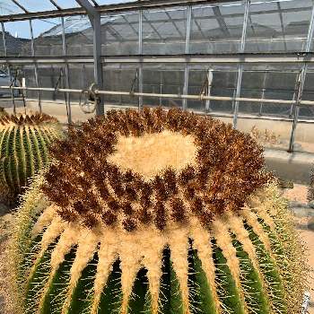 下関市園芸センターの投稿画像一覧 Greensnap グリーンスナップ