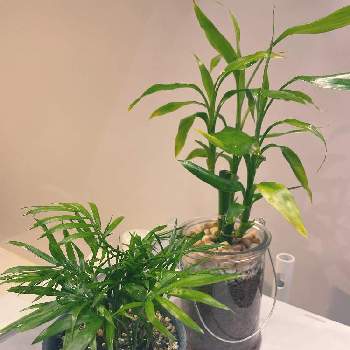 ミリオンバンブーの投稿画像一覧 Greensnap グリーンスナップ ミリオンバンブーの投稿画像一覧 Greensnap グリーンスナップ