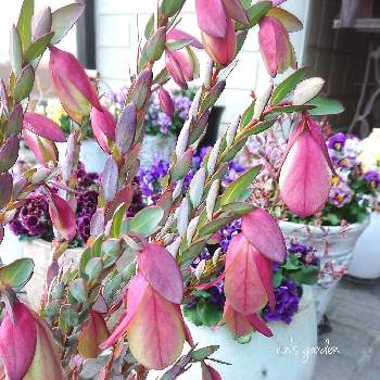 ピメレア フィソディス ウェディングベルの投稿画像一覧 Greensnap グリーンスナップ ピメレア フィソディス ウェディングベルの投稿画像一覧 Greensnap グリーンスナップ