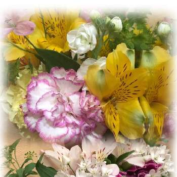 皆様いつも有り難う^_^の画像 by 4匹の猫ママさん | 私の癒しとアリウムコワニー♡と職場にてと花のある暮らしと仙台市青葉区界隈と白い花と皆様いつも有り難う^_^と東北人花の会と繋がりに感謝✨と可愛い花^_^とカーネーション♪とアルストロメリア♪と ストック