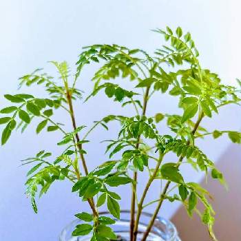 ジャカランダの投稿画像一覧 Greensnap グリーンスナップ