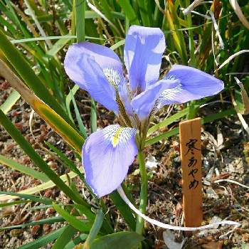 カンアヤメの投稿画像一覧 Greensnap グリーンスナップ