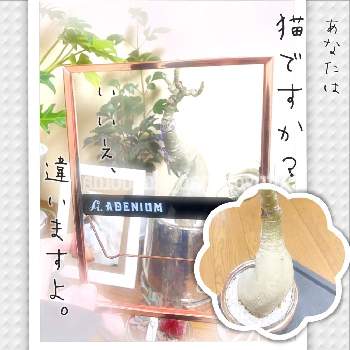 GreenSnapSTOREの画像 by 志桜-shio-さん | 窓辺とアデニウム オベスムとアデニウム属と観葉植物と猫ですよね？と観察日記と猫背とGreenSnapSTOREとリビング窓辺