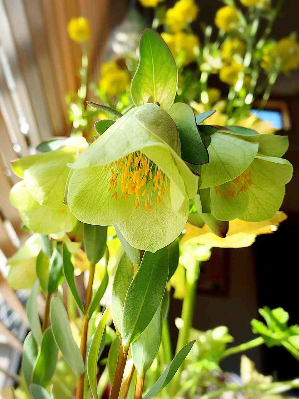 ピメレア フィソディス ウェディングベルの一覧|🍀GreenSnap ピメレア フィソディス ウェディングベルの一覧|🍀GreenSnap