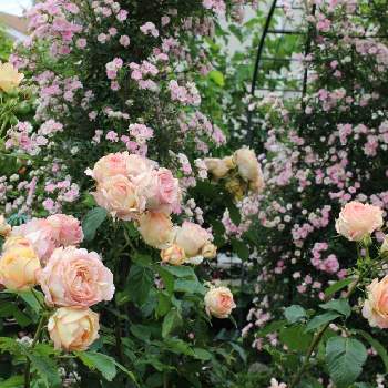 薔薇ペッシュボンボンの投稿画像一覧 Greensnap グリーンスナップ