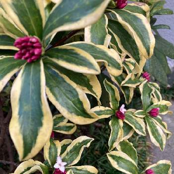 覆輪沈丁花 前島の投稿画像一覧 Greensnap グリーンスナップ