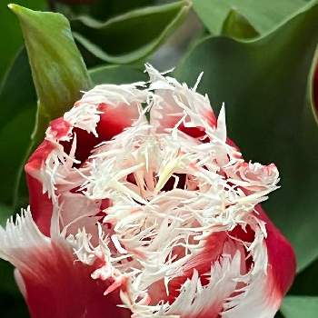 魅力的♡の画像 by キラライ　ブツ子さん | チューリップ球根と魅力的♡とチャーミングプリティーと チューリップと可愛いく美しい花と有毒植物と感謝 感謝 ❤とサンキューの日とフリンジ咲きチューリップとフリンジ咲きチューリップニューサンタとチューリップ「ニューサンタ」と素敵な出会いに感謝