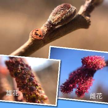 ハンノキ属の投稿画像一覧 Greensnap グリーンスナップ ハンノキ属の投稿画像一覧 Greensnap グリーンスナップ