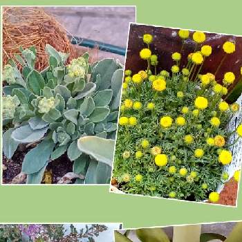 スイート アリッサムの画像 by メリーさん | 小さな庭と寄せ植えと通販購入と花ホタル♪とおうち園芸と黄色アリッサム サミットとスイート アリッサムとリュウカデンドロン♫と鉢植えと花のある暮らしとカルーナ♪