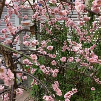枝垂れ梅 紅梅の画像 by manabeさん | お出かけ先と枝垂れ梅と枝垂れ梅 紅梅と花のある風景と庭木の花と＃花友