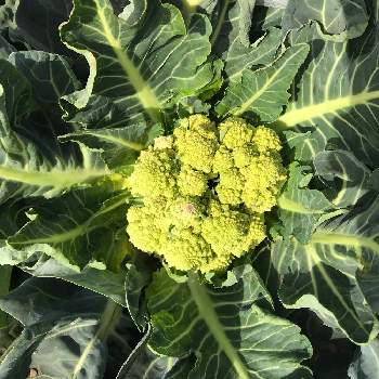 ロマネスコ Greensnap グリーンスナップ