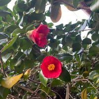 ヤブツバキ,散歩,素敵な出会い,季節を楽しむ,万葉植物の画像