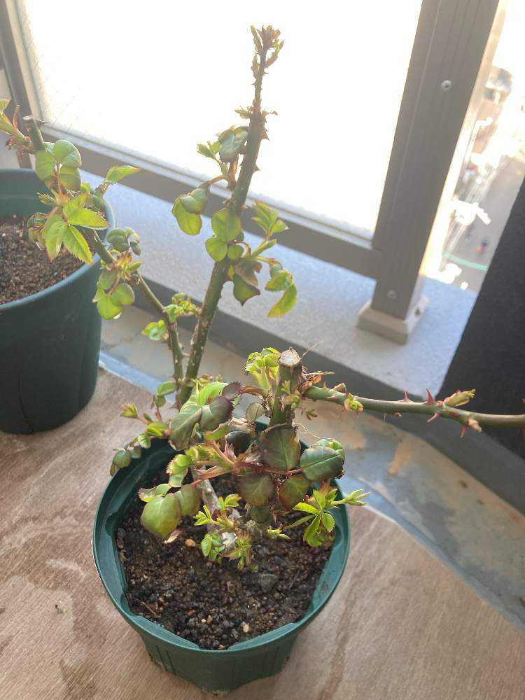 バラちゃん Greensnap グリーンスナップ